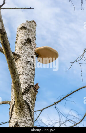 Birch Polypore Razor Strop Fungus on birch tree in the New Forest, Hampshire, England, UK