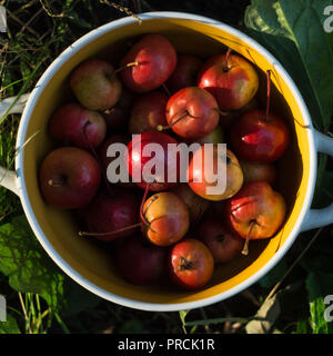 Apples after harvest Stock Photo