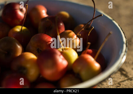 Apples after harvest Stock Photo