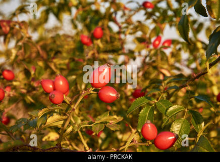 Close-up photo of red fruits rosehip between green leaves, with sunshine on bright autumn day Stock Photo