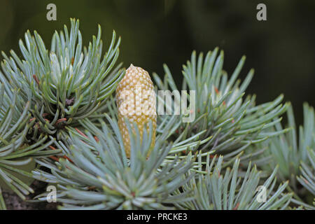 blue spruce tree cone starting to ripen in autumn or fall in Italy Latin picea pungens variety glauca Stock Photo