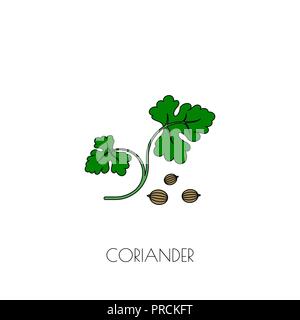 Spice coriander icon Stock Vector