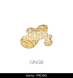 Spice ginger icon Stock Vector