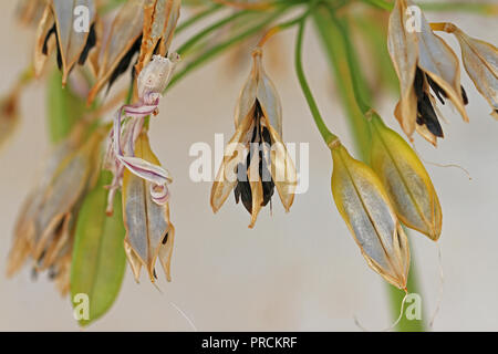 agapanthus seed pods bursting open with the seed inside clearly visible close to in autumn or fall in Italy Stock Photo