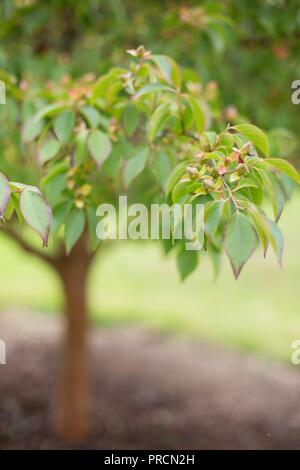 Close up of Stewartia Monadelpha tree in autumn at Alton Baker park in ...