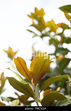 Close up of Victoria magnolia tree in autumn, at Alton Baker park in Eugene, Oregon, USA. Stock Photo