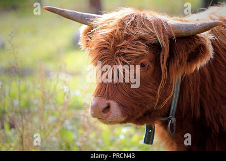 Portrait of young Highland Bull standing on a meadow. Stock Photo