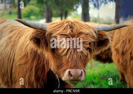 Close up portrait of a young Highland bull on field among herd of Highland cattle. Stock Photo