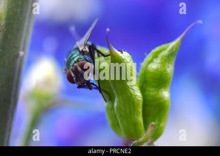 fly resting on a flower pod Stock Photo