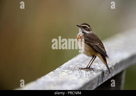 Bluethroat (Luscinia svecica, 1st-w) perching on the wooden railing with a nice defocused background. Stock Photo