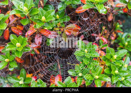 A large spiderweb covered in dew with a green and red leafed plant behind. Stock Photo