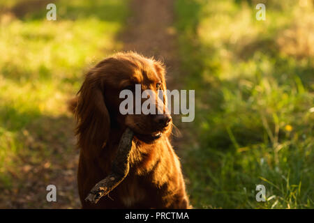 Light brown springer spaniel running outside in the countryside, Scotland UK Stock Photo