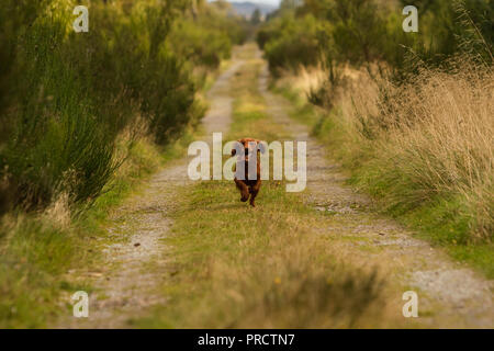 Light brown springer spaniel running outside in the countryside, Scotland UK Stock Photo