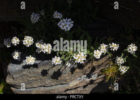 Alpine flower Achillea nana (Dwarf alpine yarrow) at 2600 m. of altitude. Stock Photo