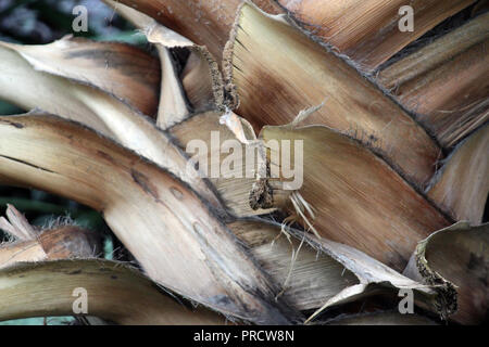 Macro shot of tree bark of a Bismark Palm using a bokeh effect Stock Photo