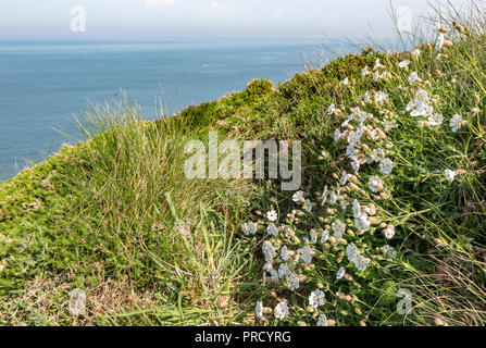 Specific white wild flowers (Saxifraga hypnoides) on the coastline in Brittany in North of France. Stock Photo