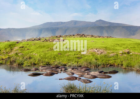 Hippo pool in serengeti national park. Savanna and safari. Stock Photo