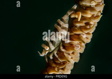 Anker's Whip Coral Shrimp, Pontonides ankeri, Palaemonidae, on whip coral, Anilao, Batangas, Philippines, Philippine Sea, Pacific Ocean, Asia Stock Photo