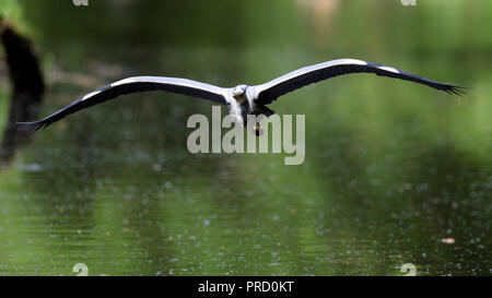 A gray heron in a frontal flight (Germany). Ein Graureiher im frontalen Anflug (Deutschland). Stock Photo