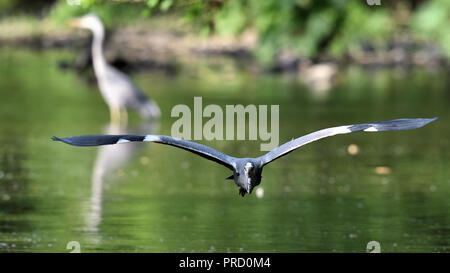 A gray heron in a frontal flight (Germany). Ein Graureiher im frontalen Anflug (Deutschland). Stock Photo
