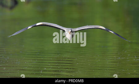 A gray heron in a frontal flight (Germany). Ein Graureiher im frontalen Anflug (Deutschland). Stock Photo
