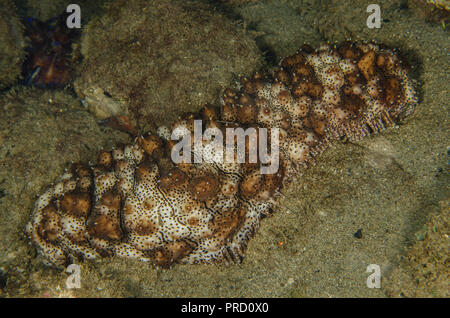 Leopard sea cucumber, Bohadschia argus, Holothuriidae, Anilao, Batangas, Philippines, Philippine Sea, Pacific Ocean, Asia Stock Photo