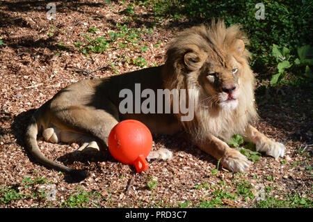 Male lion laying on the ground Stock Photo