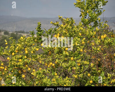 Shot of a lemon tree in a sunny day Stock Photo