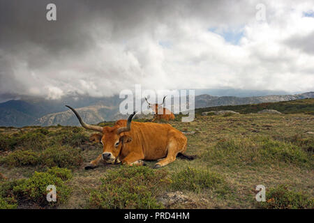 Mountain semi-wild cattle in a high mountain (Peneda - Geres, north of Portugal) Stock Photo