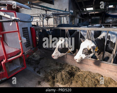 big red feeding robot and black and white spotted cows in barn on dutch farm in holland Stock Photo