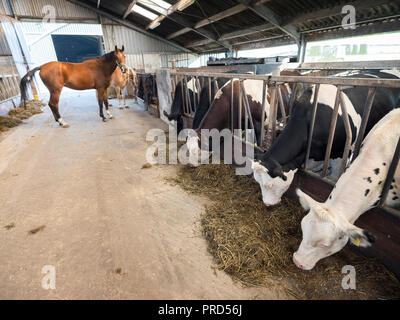 horses and black cows inside barn on dairy farm in holland Stock Photo