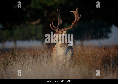 A Fallow deer stag during the rut