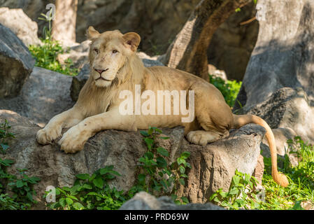 A male white lion is lying on the big rock in the zoo Stock Photo