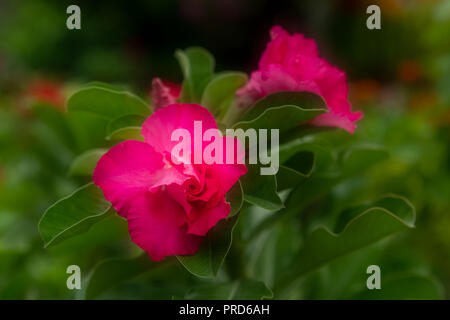 Blooming pink desert rose, the sun-loving plant for the garden with Orton effect Stock Photo