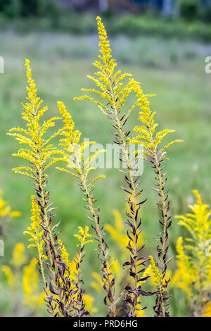 Louisiana goldenrod, Solidago ludoviciana, grows wild in western Louisiana and east Texas. Stock Photo