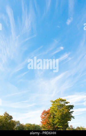 Blue sky, trees and white cirrus cloud background lanscape in fall Stock Photo