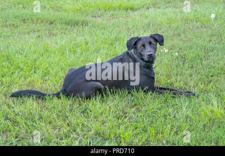 Bossier City, La., U.S.A. - Sept. 28, 2018: A black Labrador retreiver relaxes on a grassy field. Stock Photo