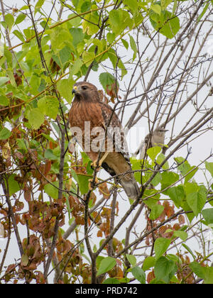 A red-shouldered hawk, Buteo lineatus, perches in a tree. A smaller bird sits in the background. Stock Photo
