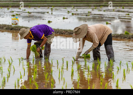 Thai farmers transplant rice seedlings in a paddy field during the rainy season Stock Photo