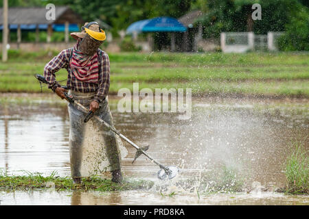 Thai farmer prepare the paddy field for rice seedling transplant during the rainy season Stock Photo