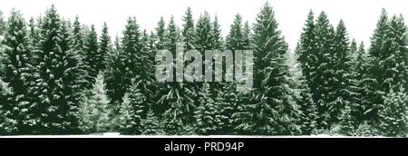 Spruce tree forest covered by fresh snow during Winter Christmas time. The winter scene is duotone with limited palette colours. Vector illustration. Stock Vector