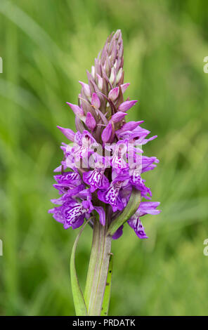 Southern marsh orchid (Dactylorhiza praetermissa), Schleswig-Holstein, Germany Stock Photo