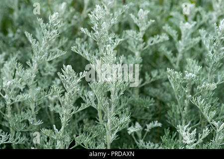 Sea wormwood (Artemisia maritima), close up, background image, North Sea Coast, Schleswig-Holstein, Germany Stock Photo