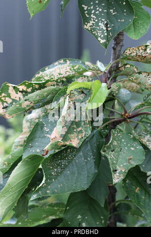 Pear and Cherry slug worm on cherry leaf Stock Photo