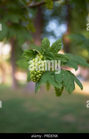 Acer pseudoplatanus Stock Photo
