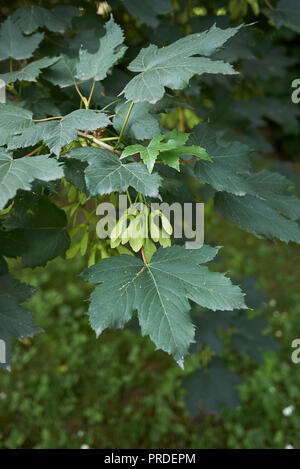 Acer pseudoplatanus with fruit Stock Photo