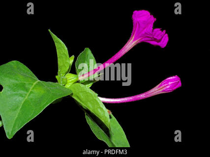 Four o'clock flower (mirabilis jalapa) close-up isolated on black Stock Photo