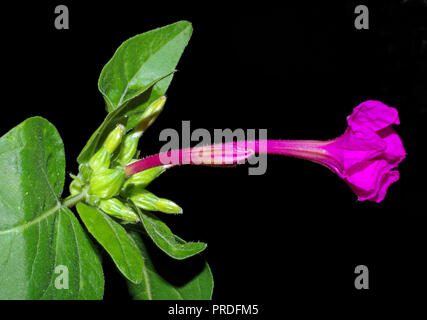 Four o'clock flower (mirabilis jalapa) close-up isolated on black Stock Photo