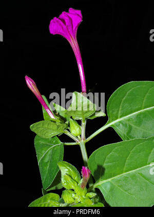Four o'clock flower (mirabilis jalapa) close-up isolated on black Stock Photo