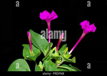 Four o'clock flower (mirabilis jalapa) close-up isolated on black Stock Photo